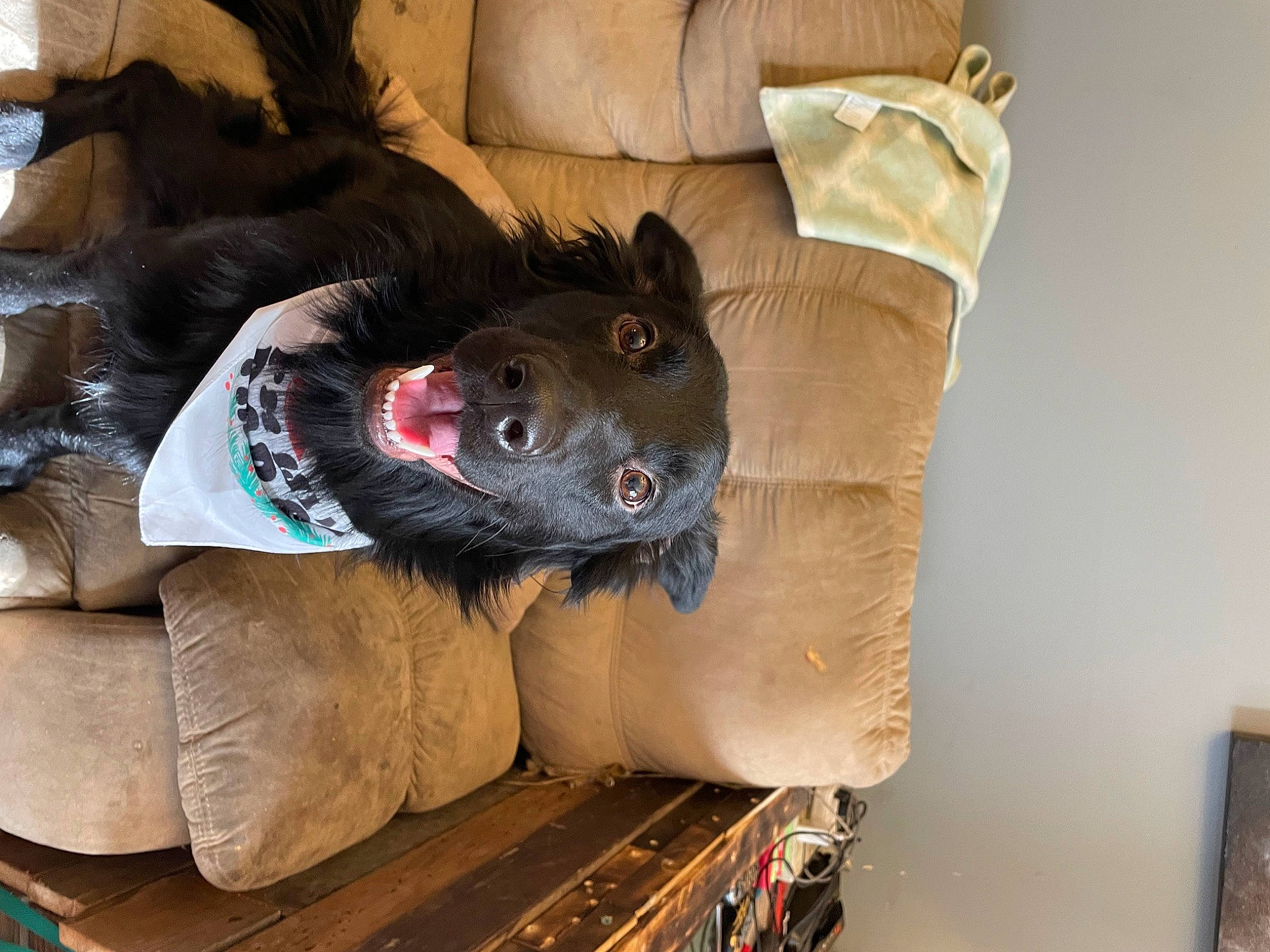 Daizee joined the competition — help win amazing prizes! canidae, carnivore, comfort, companion_dog, couch, dog, dog_breed, felidae, fur, furniture, living_room, mammal, pillow, small_to_medium_sized_cats, snout, sporting_group, tail, vertebrate, whiskers, working_animal