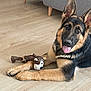 Charlie participe au concours pour gagner de l'argent avec cette photo : animal, black, brown, canine, couch, cute, dog, ears_up, floor, furniture, german_shepherd, happy, indoor, laying_down, pet, plush_toy, puppy, tongue_out, wooden_floor, young_dog