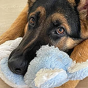 Charlie a rejoint le concours — aidez-le/la à gagner de superbes lots ! animal, black_fur, brown_fur, close_up, companion, cozy, cute, dog, ears, expression, floor, german_shepherd, indoors, lying_down, paws, pet, plush, resting, snout, soft_toy