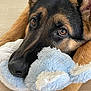 animal, black_fur, brown_fur, close_up, companion, cozy, cute, dog, ears, expression, floor, german_shepherd, indoors, lying_down, paws, pet, plush, resting, snout, soft_toy