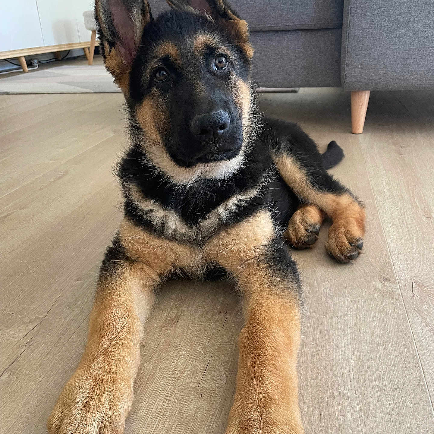 Charlie participe au concours pour gagner de l'argent avec cette photo : animal, canine, dog, dogbed, germanshepherd, husky, indoors, interiordesign, pet, policedog, puppy, snout, wood