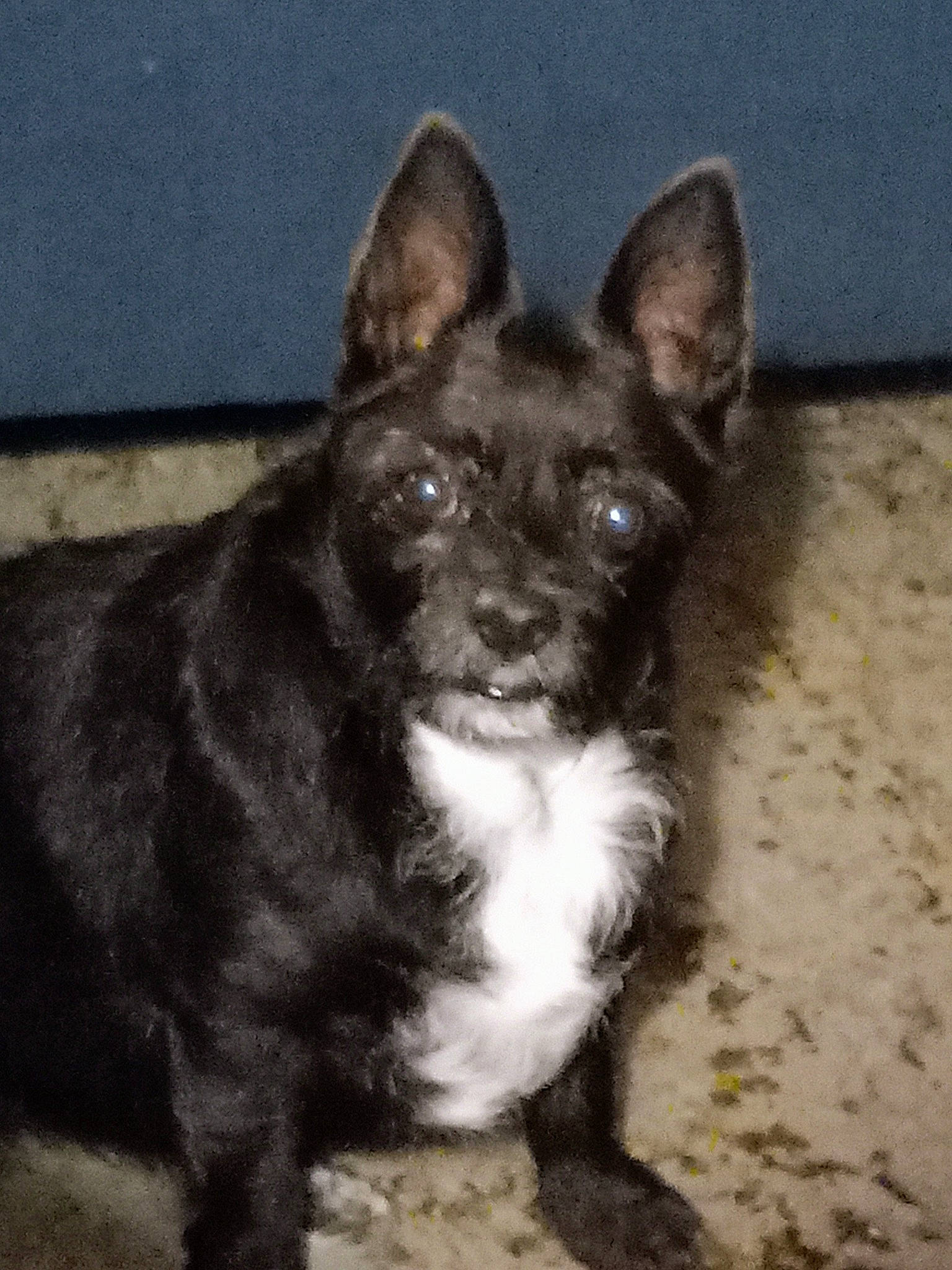 Missy Lady Beastie is registered to the contest to win money with this photo: canidae, carnivore, companion_dog, dog, dog_breed, ear, fawn, non_sporting_group, snout, sporting_group, whiskers, working_animal