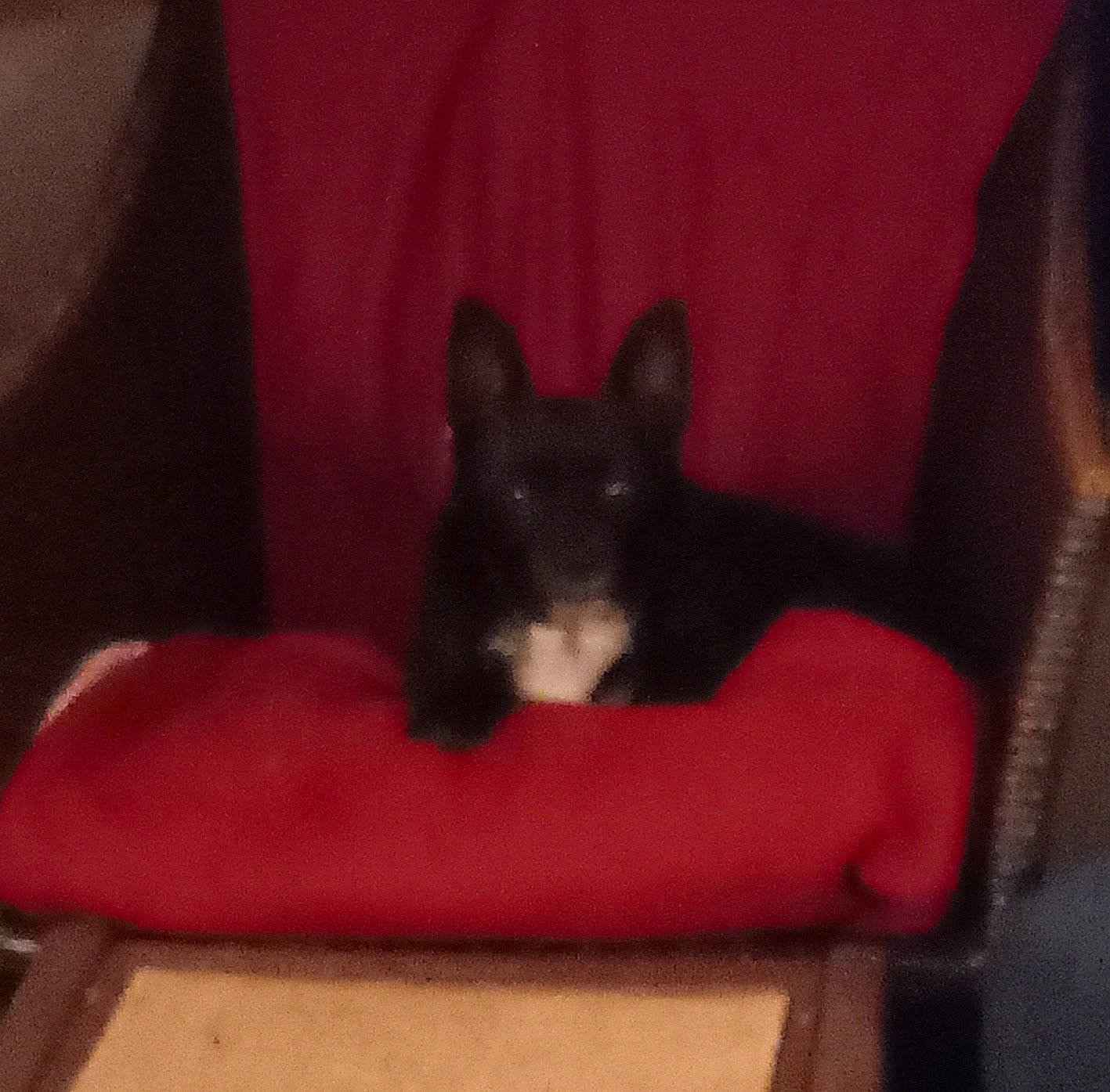 Missy Lady Beastie is registered to the contest to win money with this photo: black_cat, canidae, carnivore, cat_supply, comfort, companion_dog, couch, dog, dog_breed, felidae, fur, non_sporting_group, small_to_medium_sized_cats, sporting_group, whiskers, working_animal