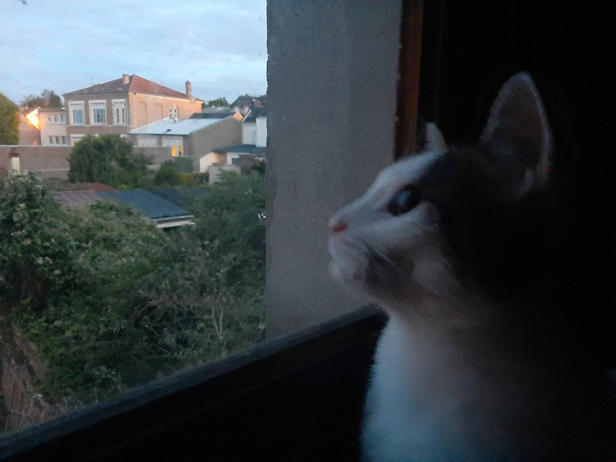 Neige participe au concours pour gagner de l'argent avec cette photo : aegean_cat, asian, automotive_window_part, burmilla, carnivore, cat, domestic_short_haired_cat, ear, felidae, fur, nose, sky, small_to_medium_sized_cats, snapshot, snout, sunlight, turkish_angora, turkish_van, whiskers, window