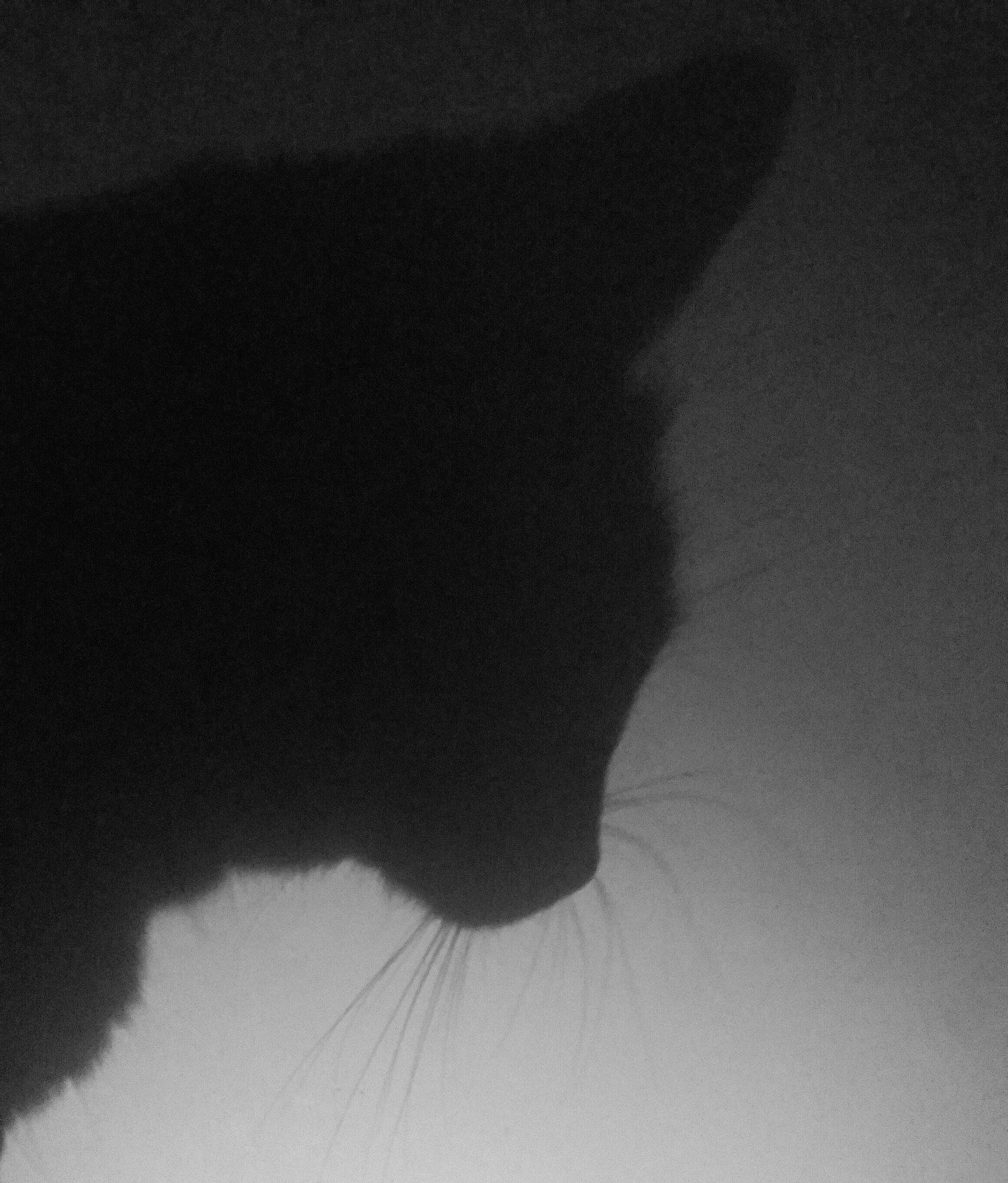 Neige a rejoint le concours — aidez-le/la à gagner de superbes lots ! black, black_and_white, black_cat, cat, cloud, felidae, monochrome, monochrome_photography, nose, photography, shadow, sky, small_to_medium_sized_cats, snout, tail, whiskers, white