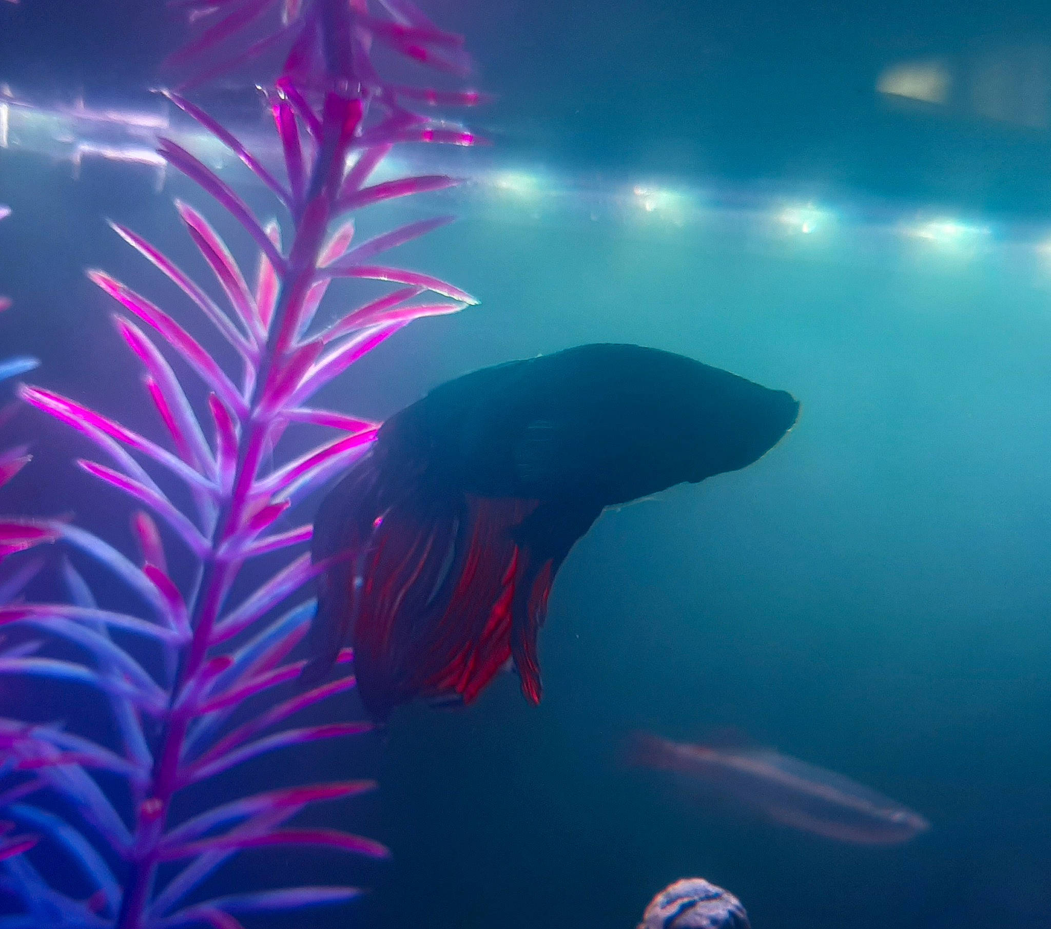 Nya a rejoint le concours — aidez-le/la à gagner de superbes lots ! aquarium, aquarium_decor, aquatic_plant, fish, freshwater_aquarium, kelp, macrocystis_pyrifera, magenta, marine_biology, ocean, organism, pink, plant, sea, seaweed, underwater, water