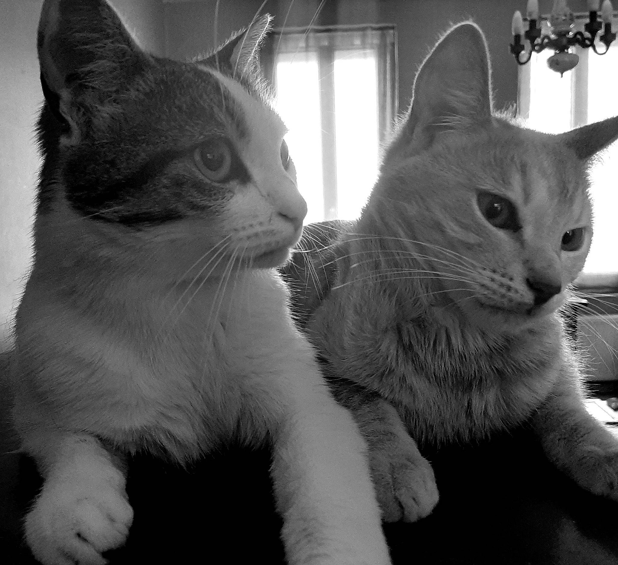 Giny a rejoint le concours — aidez-le/la à gagner de superbes lots ! american_wirehair, asian, black_and_white, carnivore, cat, domestic_short_haired_cat, european_shorthair, felidae, fur, german_rex, kitten, mammal, paw, photography, polydactyl_cat, small_to_medium_sized_cats, snout, tabby_cat, vertebrate, whiskers