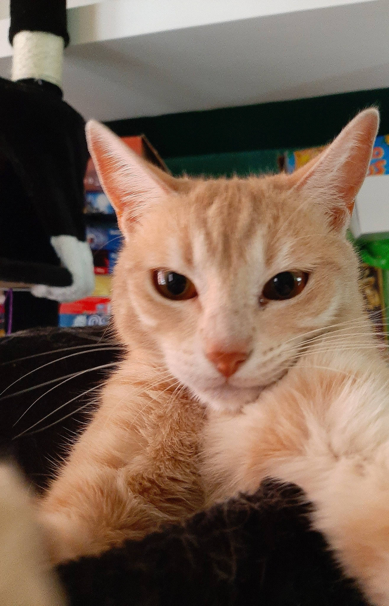 Giny a rejoint le concours — aidez-le/la à gagner de superbes lots ! asian, carnivore, cat, colorpoint_shorthair, domestic_short_haired_cat, ear, european_shorthair, fawn, felidae, fur, german_rex, khao_manee, kitten, mammal, ojos_azules, small_to_medium_sized_cats, turkish_angora, turkish_van, vertebrate, whiskers