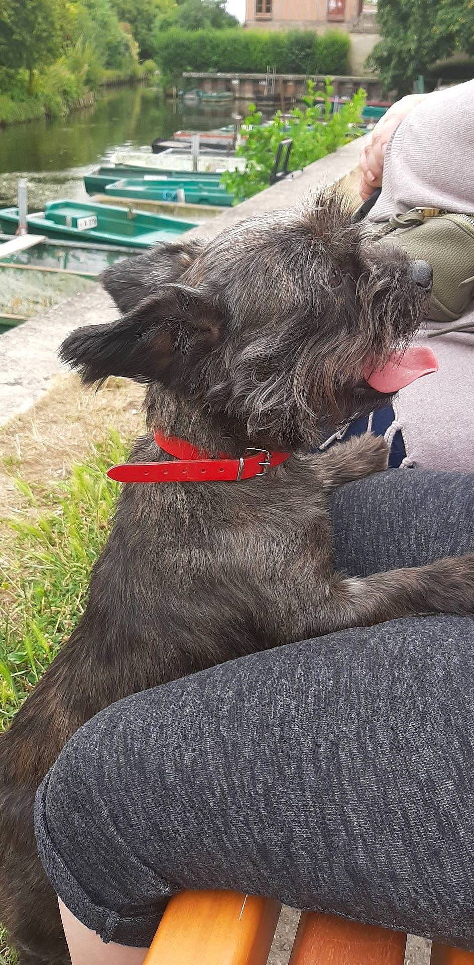 Doudou participe au concours pour gagner de l'argent avec cette photo : berger_picard, canidae, carnivore, companion_dog, dog, dog_breed, irish_wolfhound, liver, miniature_schnauzer, schnauzer, scottish_deerhound, scottish_terrier, sporting_group, tail, terrier