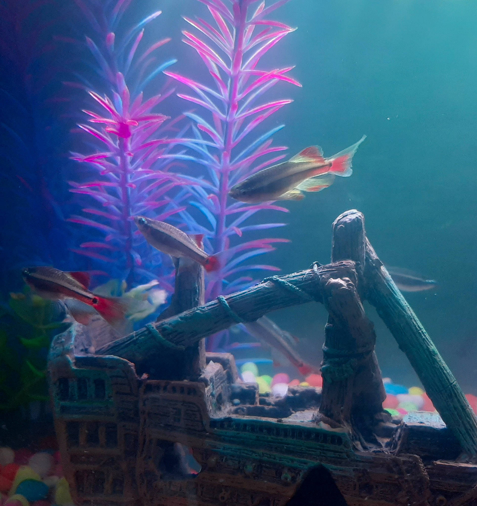 Five Fish a rejoint le concours — aidez-le/la à gagner de superbes lots ! aquarium, organism, pink, tree, underwater, water