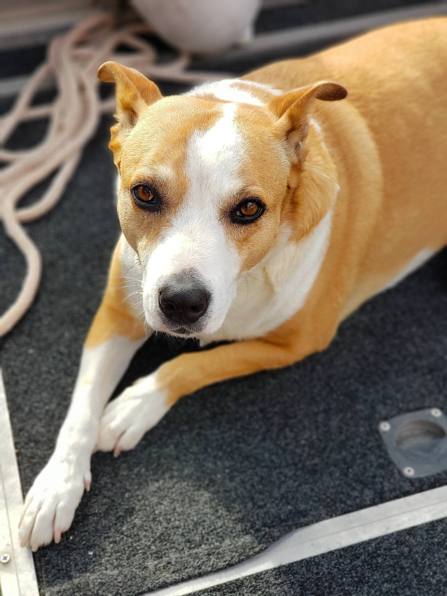 Abbey is registered to the contest to win money with this photo: ancient_dog_breeds, canidae, carnivore, companion_dog, dog, dog_breed, ear, fawn, feist, mammal, puppy, rare_breed_dog, snout, sporting_group, street_dog, vertebrate, whiskers