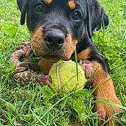 Leia is registered to the contest to win money with this photo: puppy, rottweiler, dog, grass, tennis_ball, rope_toy, pet, outdoor, close_up, cute, animal, playful, young_dog, nature, greenery, snout, ears, paw, fur, toy