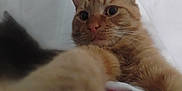 Güero is registered to the contest to win money with this photo: animal, blurred_background, cat, close_up, curious, cute, dark_cat, ears, eyes, face, feline, ginger_cat, indoor, looking, nose, paw, pets, portrait, soft_fur, whiskers