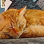 Güero is registered to the contest to win money with this photo: animal, cat, close_up, cozy, curled_up, cute, ears, feline, fur, ginger_cat, indoor, nose, patterned_surface, peaceful, pet, relaxing, resting, sleeping, soft_light, whiskers