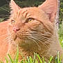 Güero joined the competition — help win amazing prizes! animal, background, cat, close_up, daylight, ears, eyes, fur, ginger_cat, grass, greenery, mammal, nature, nose, outdoor, pet, portrait, relaxing, whiskers, wildlife