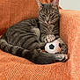 Bibi participe au concours pour gagner de l'argent avec cette photo : cat, gray_tabby, soccer_ball, orange_chair, pet, animal, indoor, feline, relaxed, paw, striped, cute, chair, texture, domestic_cat, resting, playful, small_ball, cozy, companion