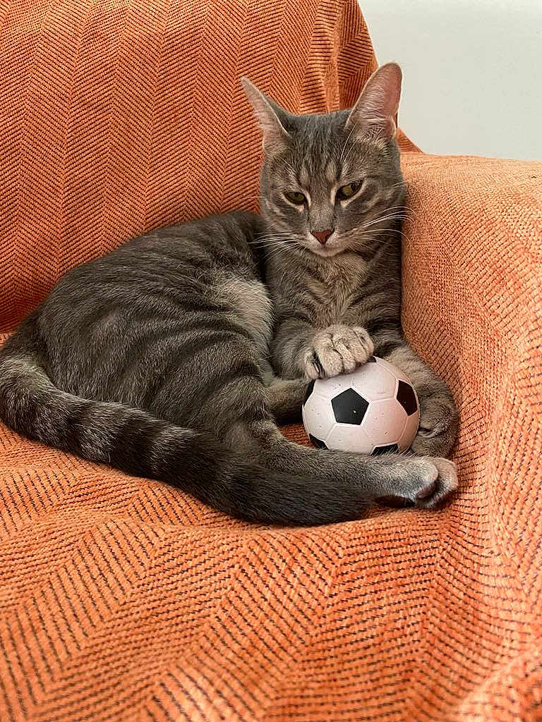Bibi participe au concours pour gagner de l'argent avec cette photo : cat, gray_tabby, soccer_ball, orange_chair, pet, animal, indoor, feline, relaxed, paw, striped, cute, chair, texture, domestic_cat, resting, playful, small_ball, cozy, companion