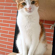 Titi participe au concours pour gagner de l'argent avec cette photo : cat, calico, sitting, wooden_shelf, brick_wall, indoor, pet, feline, curious, whiskers, green_eyes, fur, paws, animal, domestic, portrait, quiet, still_life, cute, calm