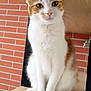 cat, calico, sitting, wooden_shelf, brick_wall, indoor, pet, feline, curious, whiskers, green_eyes, fur, paws, animal, domestic, portrait, quiet, still_life, cute, calm