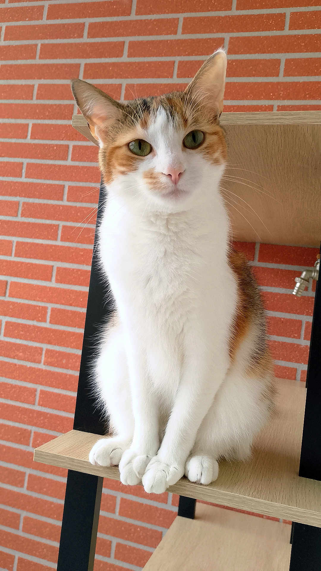 Titi