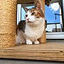 Titi a rejoint le concours — aidez-le/la à gagner de superbes lots ! cat, calico_cat, scratching_post, wooden_platform, sisal_rope, outdoor, sky, clouds, glass_door, reflection, pet, animal, feline, whiskers, paws, ears, green_eyes, closeup, curious, resting