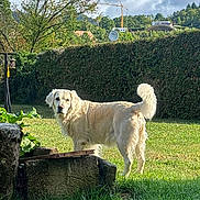 Niky participe au concours pour gagner de l'argent avec cette photo : dog, golden_retriever, grass, hedge, tree, sky, cloud, sunlight, outdoor, pet, animal, garden, yard, canine, fur, nature, leaf, daytime, mammal, domestic_animal
