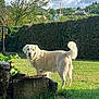 dog, golden_retriever, grass, hedge, tree, sky, cloud, sunlight, outdoor, pet, animal, garden, yard, canine, fur, nature, leaf, daytime, mammal, domestic_animal