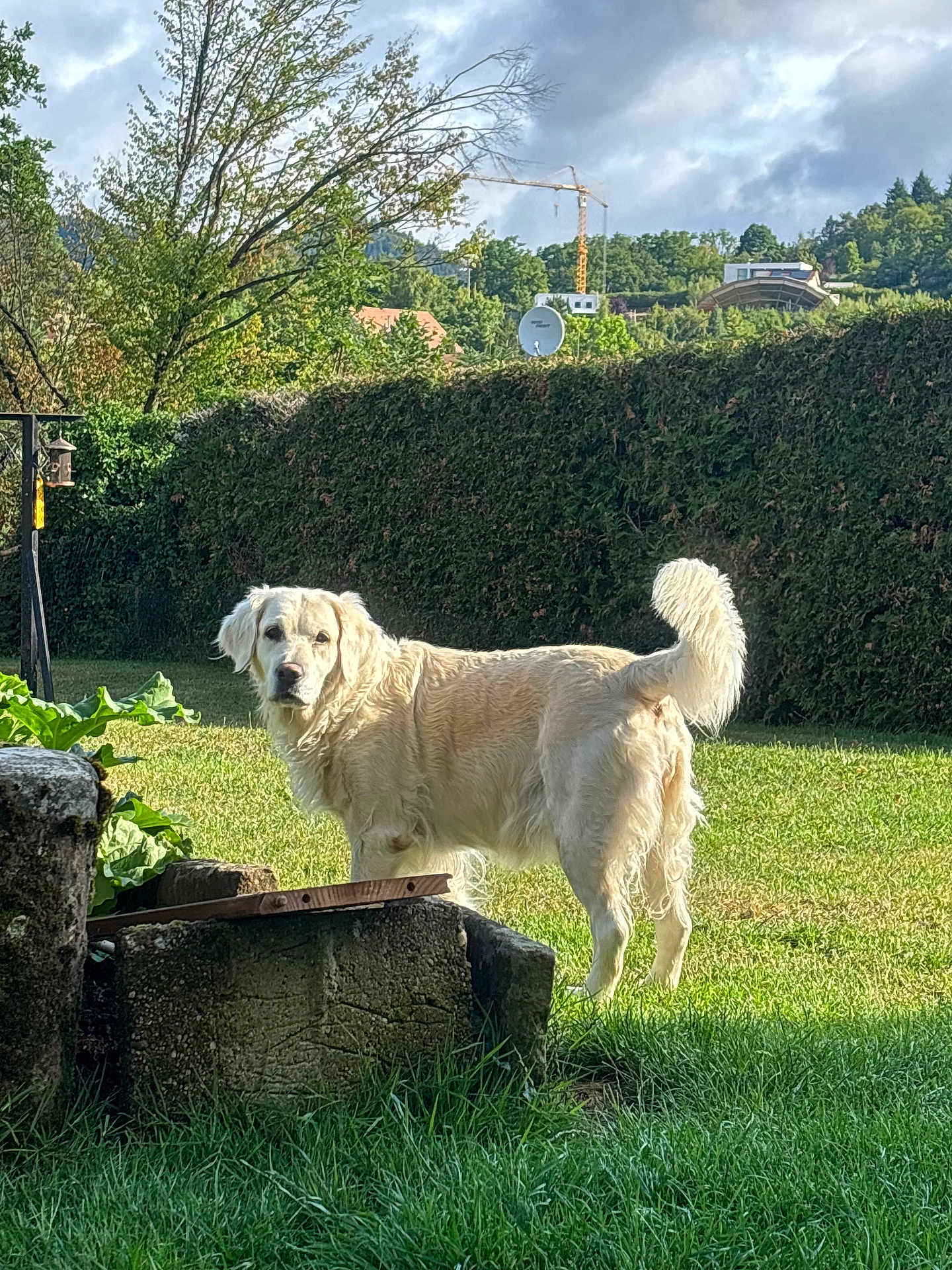 Niky participe au concours pour gagner de l'argent avec cette photo : dog, golden_retriever, grass, hedge, tree, sky, cloud, sunlight, outdoor, pet, animal, garden, yard, canine, fur, nature, leaf, daytime, mammal, domestic_animal