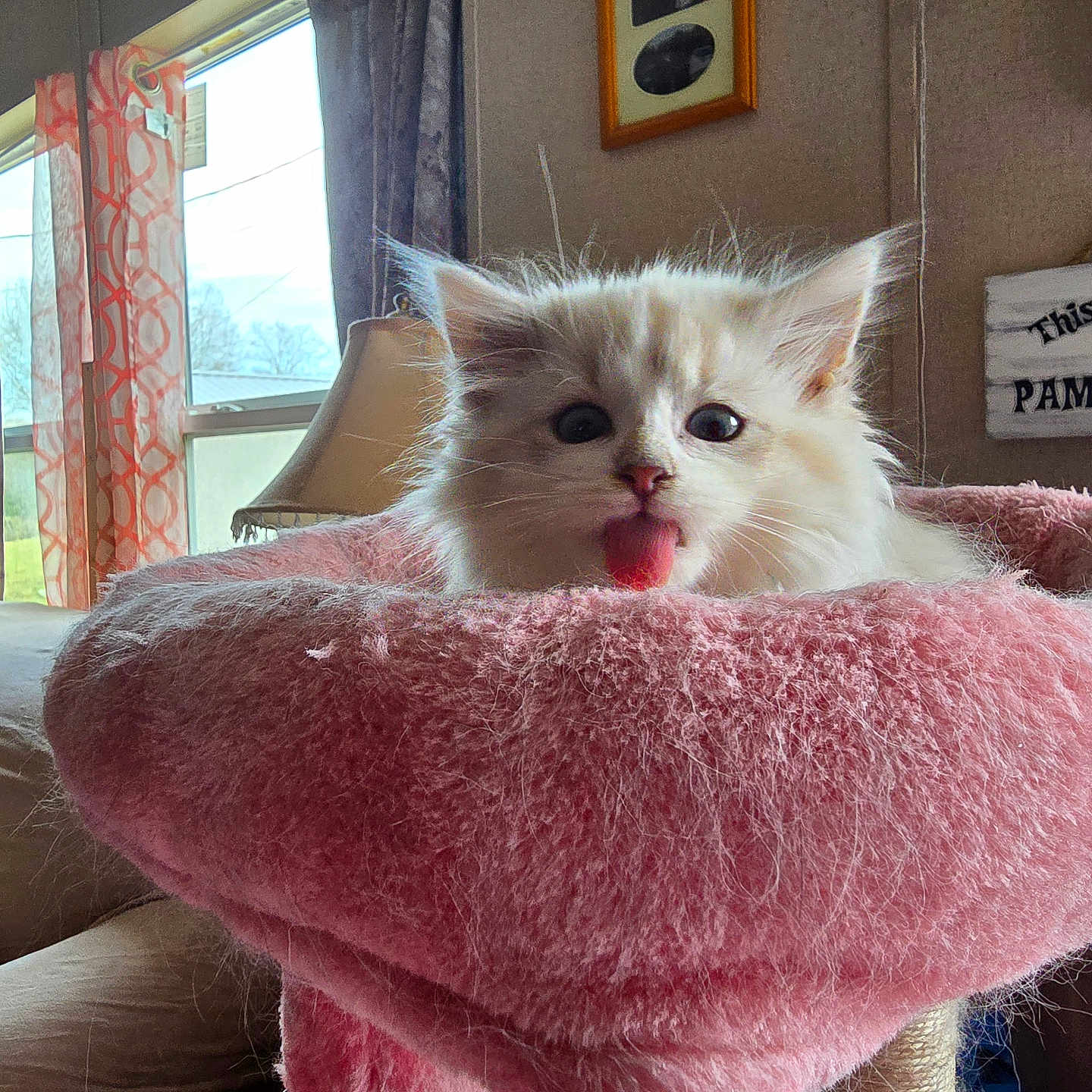 Penny is registered to the contest to win money with this photo: angora, animal, architecture, bodypart, building, cat, chair, couch, cushion, furniture, homedecor, indoors, kitten, livingroom, mouth, person, pet, room, siamese, tongue