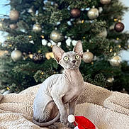 Bluey joined the competition — help win amazing prizes! sphynx_cat, cat, christmas_tree, ornaments, blanket, santa_hat, holiday, festive, decorations, indoor, pet, animal, furless_cat, cozy, cute, green_eyes, holiday_season, christmas, seasonal, celebration