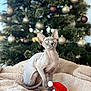 sphynx_cat, cat, christmas_tree, ornaments, blanket, santa_hat, holiday, festive, decorations, indoor, pet, animal, furless_cat, cozy, cute, green_eyes, holiday_season, christmas, seasonal, celebration