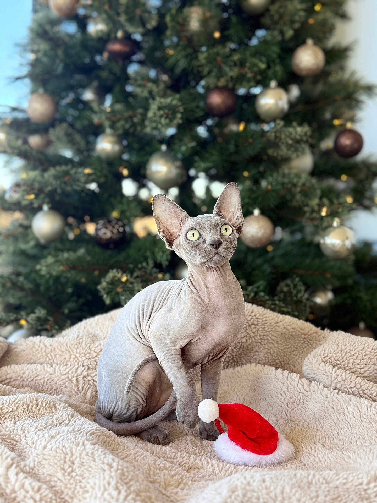 Bluey joined the competition — help win amazing prizes! sphynx_cat, cat, christmas_tree, ornaments, blanket, santa_hat, holiday, festive, decorations, indoor, pet, animal, furless_cat, cozy, cute, green_eyes, holiday_season, christmas, seasonal, celebration