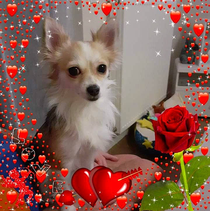 Kenzo a rejoint le concours — aidez-le/la à gagner de superbes lots ! art, carnivore, christmas_ornament, companion_dog, dog, dog_breed, dog_supply, event, fawn, font, fur, holiday, pattern, petal, plant, rose, rose_family, rose_order, toy_dog, whiskers