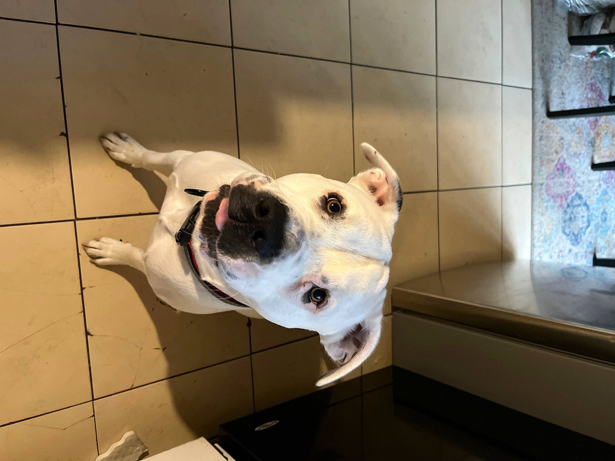 Zuko is registered to the contest to win money with this photo: art, canidae, carnivore, collar, companion_dog, dog, dog_breed, dog_collar, door, fawn, flooring, jaw, kitchen_appliance, non_sporting_group, pet_supply, snout, sporting_group, whiskers, window, working_animal