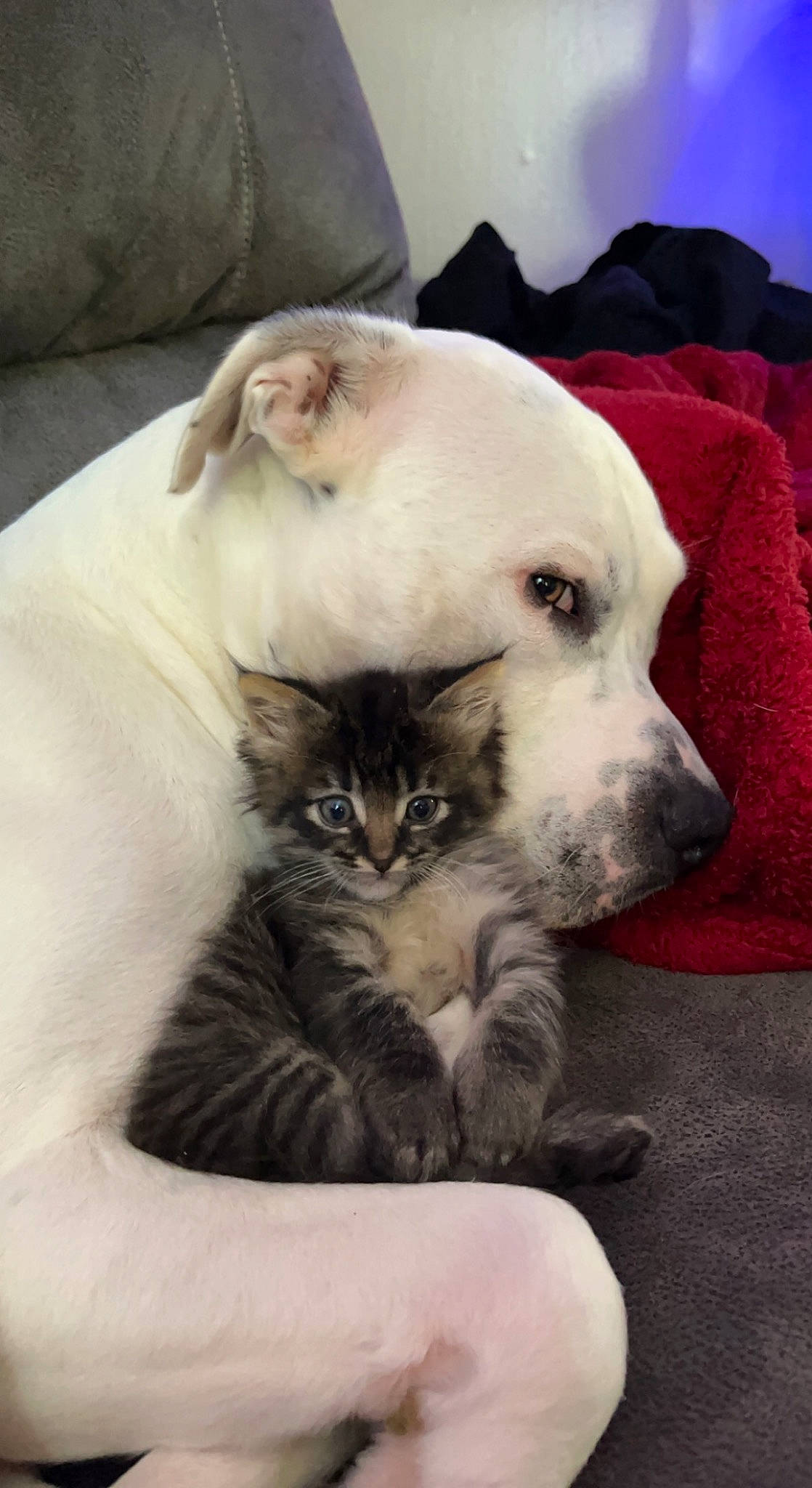 Zuko joined the competition — help win amazing prizes! canidae, carnivore, cat, comfort, companion_dog, couch, dog, dog_breed, domestic_short_haired_cat, fang, fawn, felidae, fur, paw, small_to_medium_sized_cats, snout, sporting_group, terrestrial_animal, whiskers, working_animal