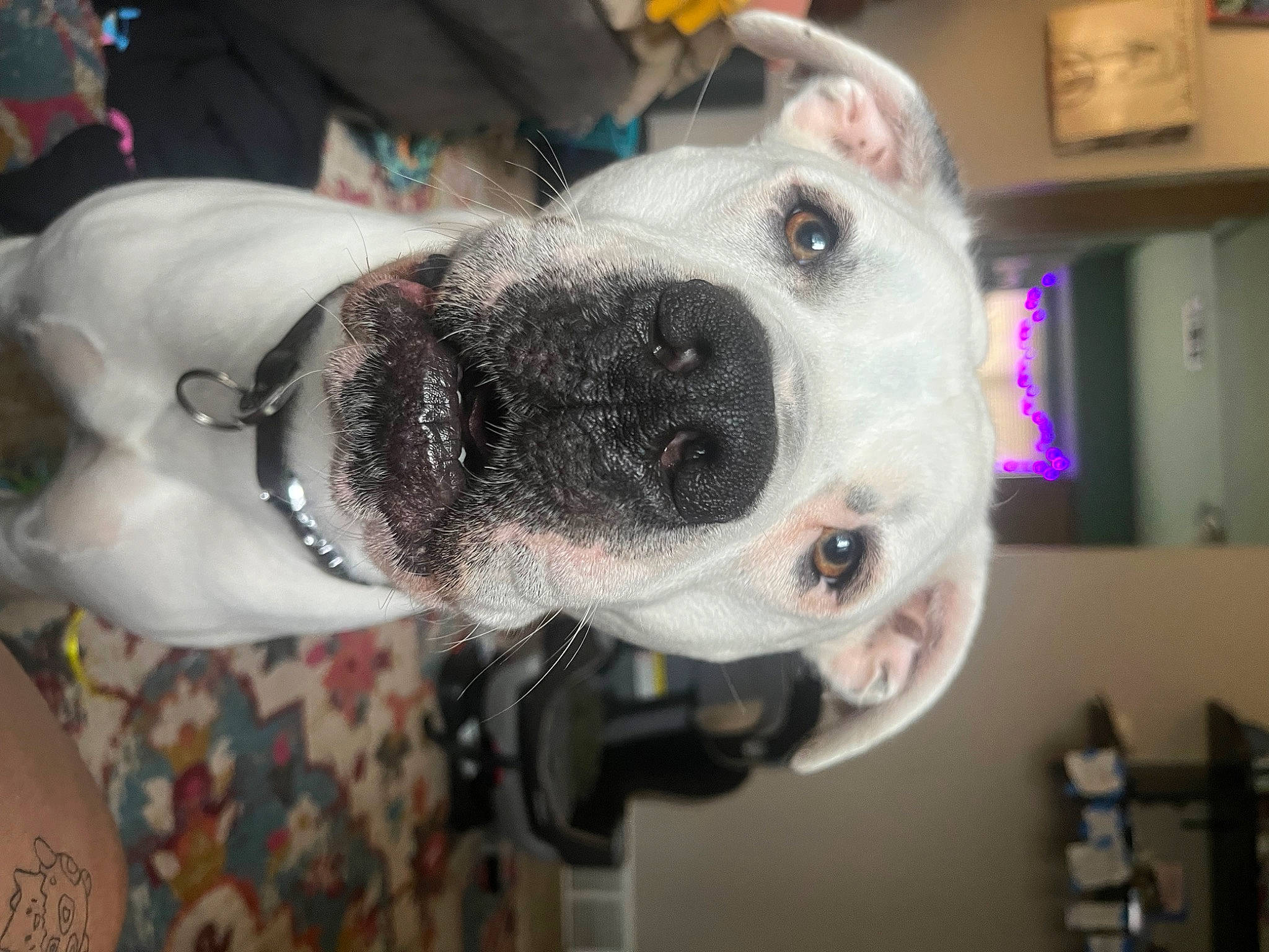 Zuko joined the competition — help win amazing prizes! canidae, carnivore, collar, companion_dog, costume, dog, dog_breed, dog_collar, ear, eyewear, fashion_accessory, fawn, fur, leash, personal_protective_equipment, shelf, snout, sporting_group, whiskers, working_animal