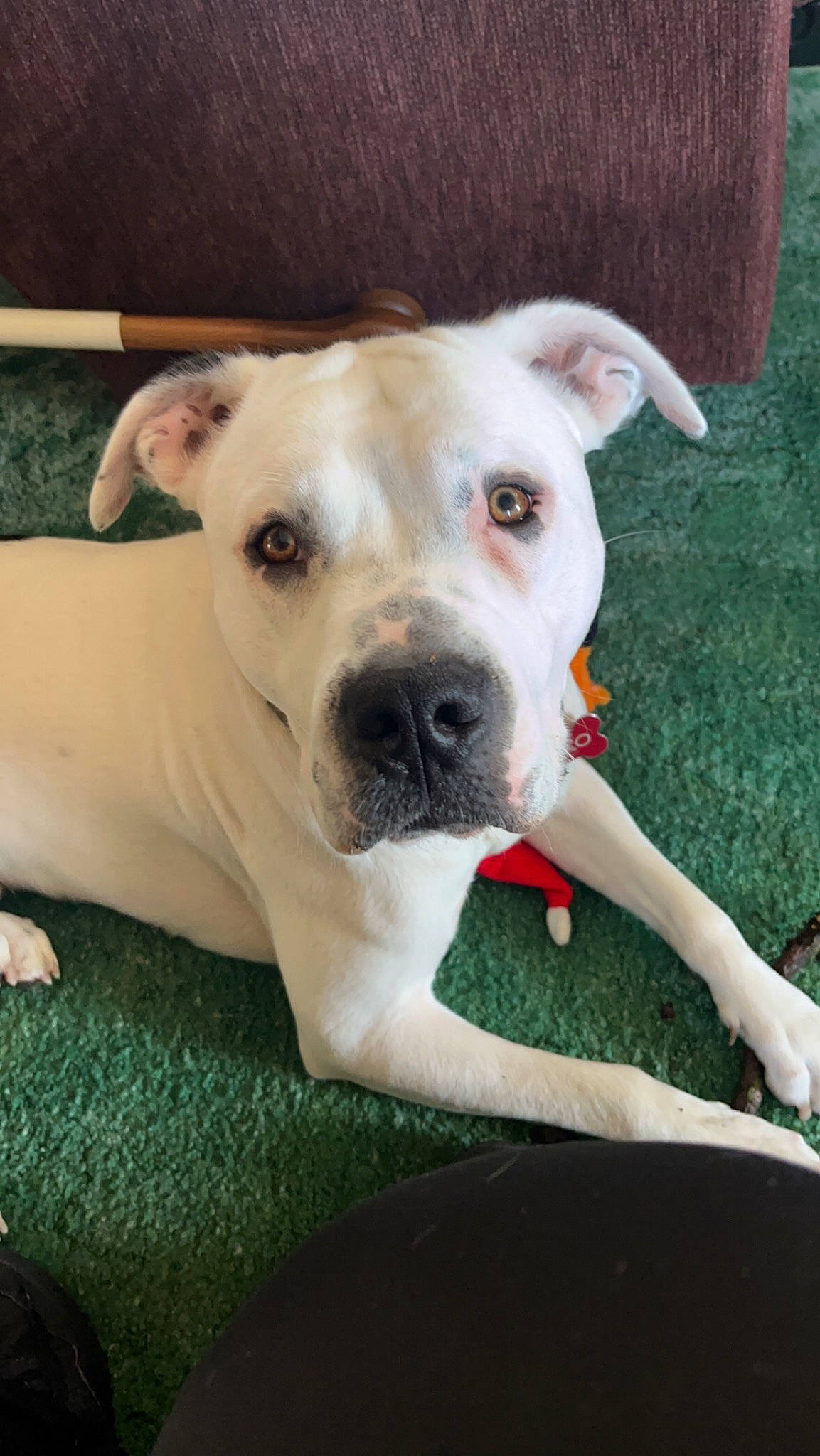 Zuko is registered to the contest to win money with this photo: canidae, carnivore, collar, companion_dog, dog, dog_breed, dog_collar, dog_supply, dogo_argentino, dogo_guatemalteco, eye, fawn, grass, guard_dog, pet_supply, snout, sporting_group, terrestrial_animal, whiskers, working_animal