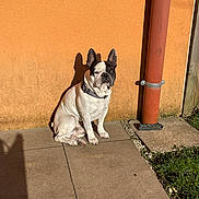 Falcon a rejoint le concours — aidez-le/la à gagner de superbes lots ! animal, canine, collar, daylight, dog, drainpipe, french_bulldog, grass, nature, orange_wall, outdoor, pavement, pet, quiet, relaxed, shadow, single_animal, sitting, sunlight, wall