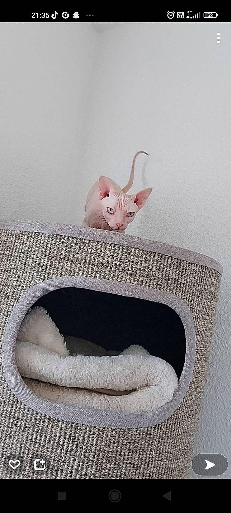 Raven participe au concours pour gagner de l'argent avec cette photo : art, cat, creative_arts, ear, fashion_accessory, fawn, felidae, finger, font, grey, rectangle, serveware, shelf, small_to_medium_sized_cats, snout, tail, toy, whiskers, wood, wool