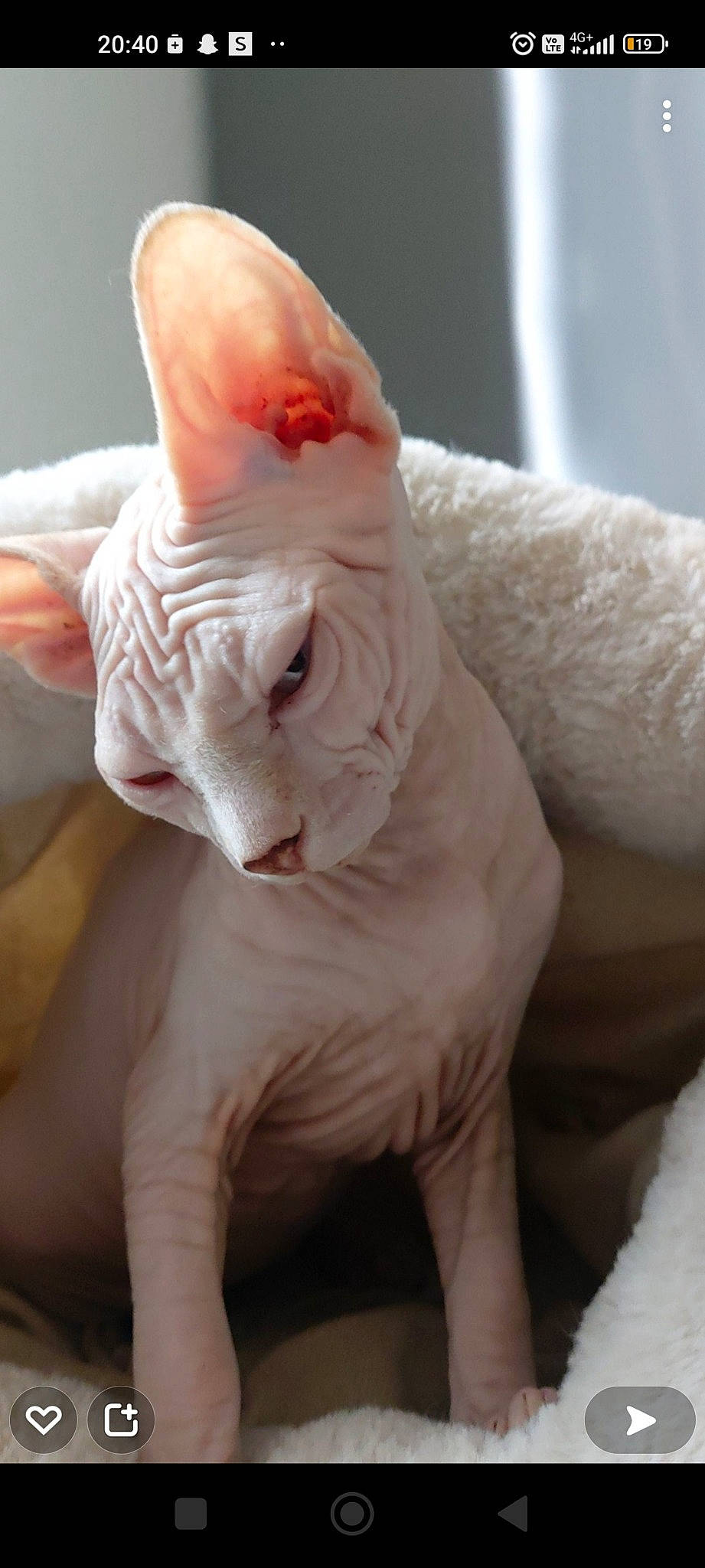 Raven a rejoint le concours — aidez-le/la à gagner de superbes lots ! art, carnivore, cat, ear, fawn, felidae, foot, gesture, human_body, human_leg, jaw, leg, nail, sculpture, small_to_medium_sized_cats, snout, tail, toy, whiskers, wrinkle