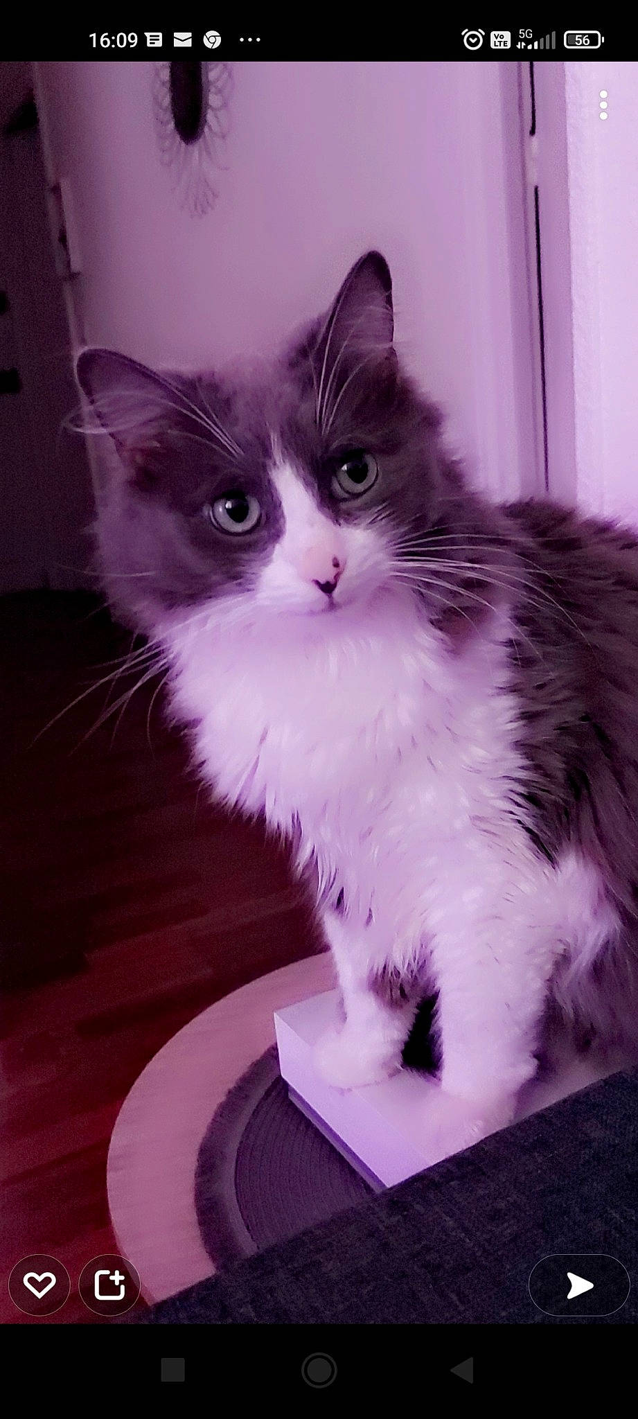 Izy participe au concours pour gagner de l'argent avec cette photo : box, british_longhair, carnivore, cat, domestic_short_haired_cat, door, felidae, fur, iris, magenta, paw, sitting, small_to_medium_sized_cats, snout, tail, whiskers, window