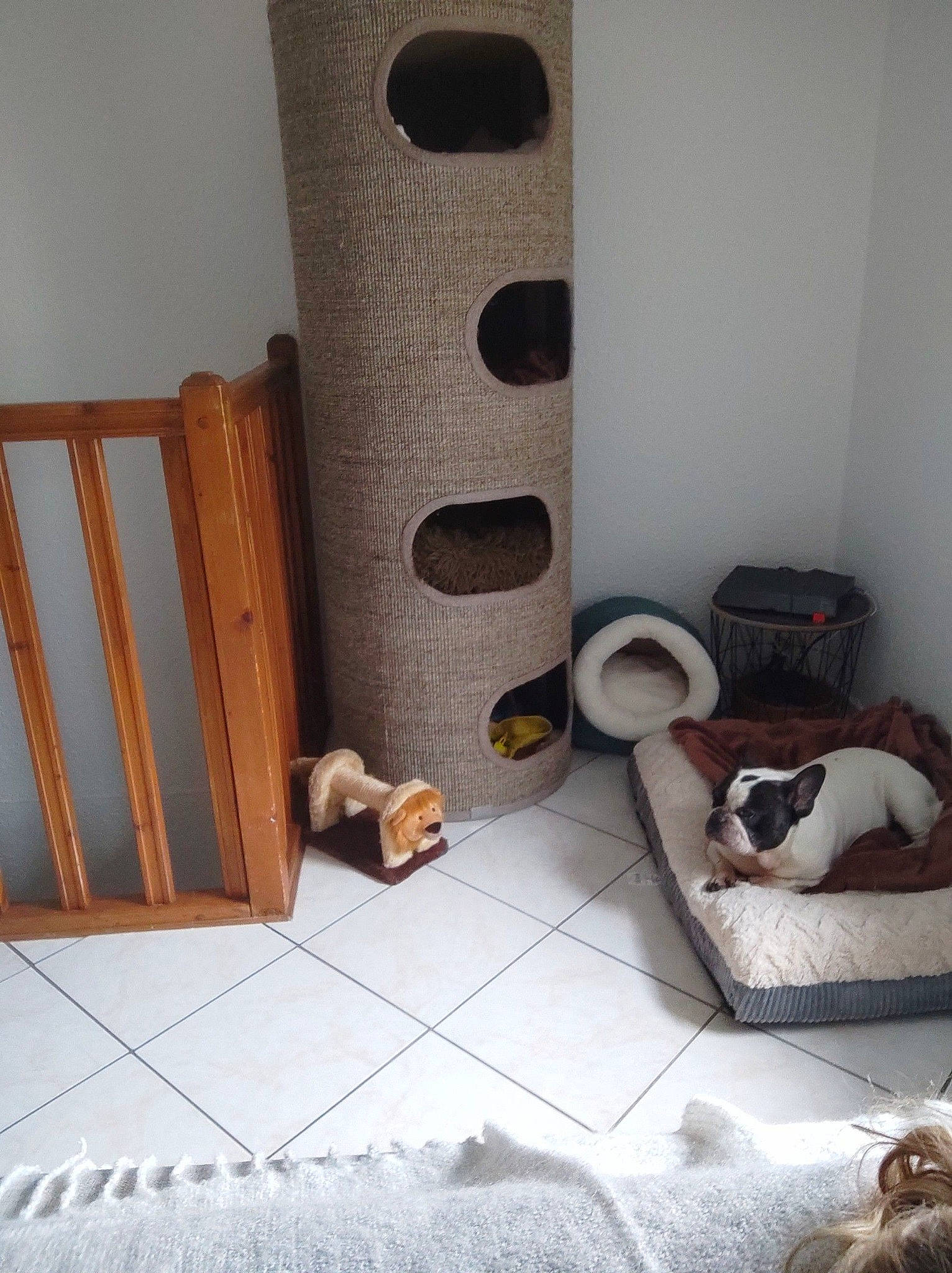 Heley a rejoint le concours — aidez-le/la à gagner de superbes lots ! carnivore, comfort, door, fawn, felidae, floor, flooring, grey, hardwood, house, living_room, mammal, property, rectangle, small_to_medium_sized_cats, vertebrate, wall, window, wood, wood_stain