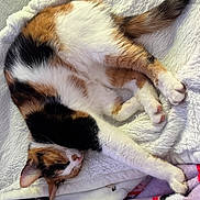 Sunny joined the competition — help win amazing prizes! cat, calico, sleeping, fur, pet, animal, cozy, blanket, white, soft, resting, cute, domestic, feline, paws, relaxed, indoor, closeup, comfort, nap