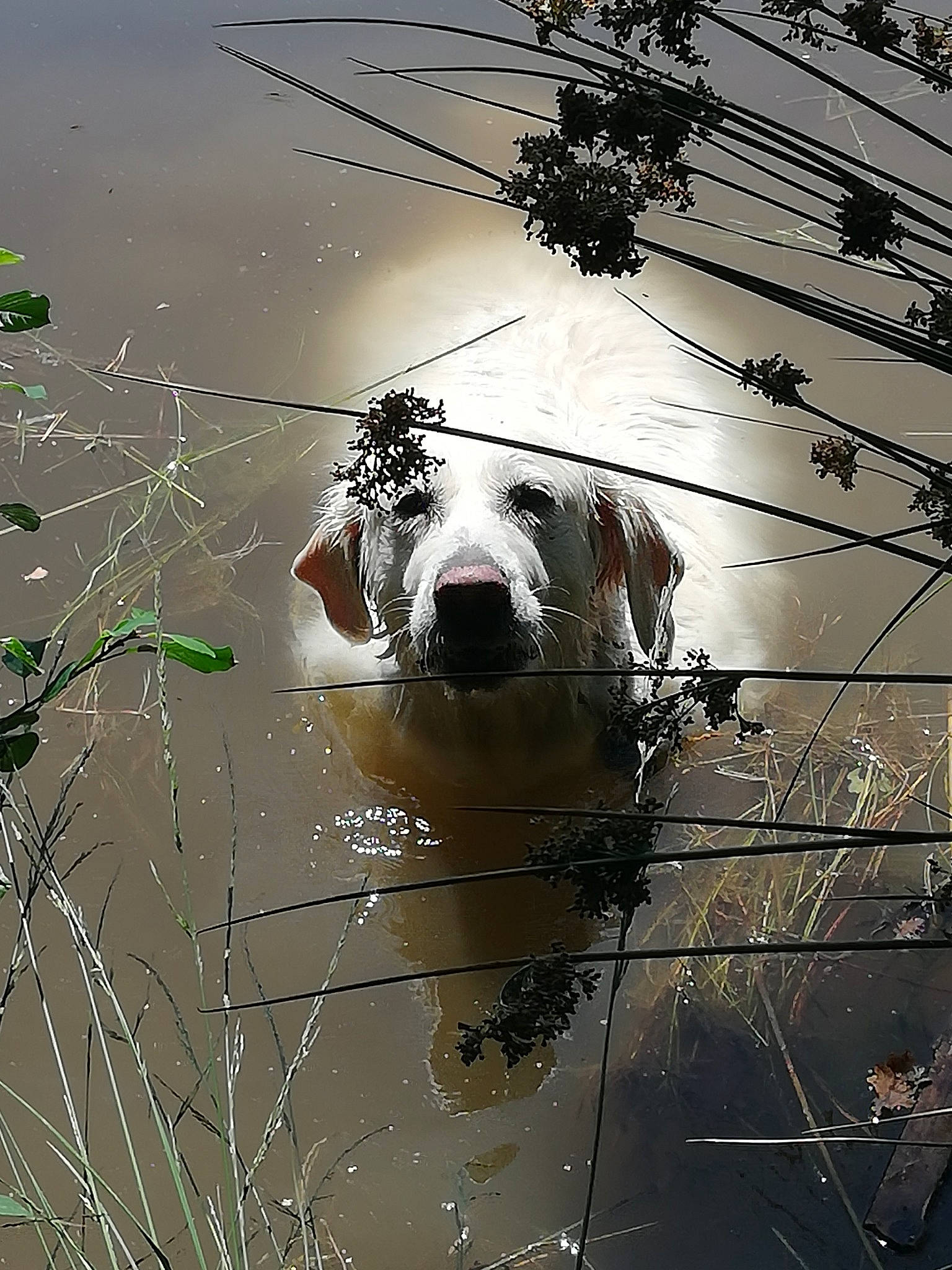 Jump participe au concours pour gagner de l'argent avec cette photo : art, carnivore, companion_dog, dog, dog_breed, electricity, eyewear, font, glass, monochrome_photography, reflection, sky, snout, stock_photography, twig, whiskers, window, wire, wire_fencing, working_animal