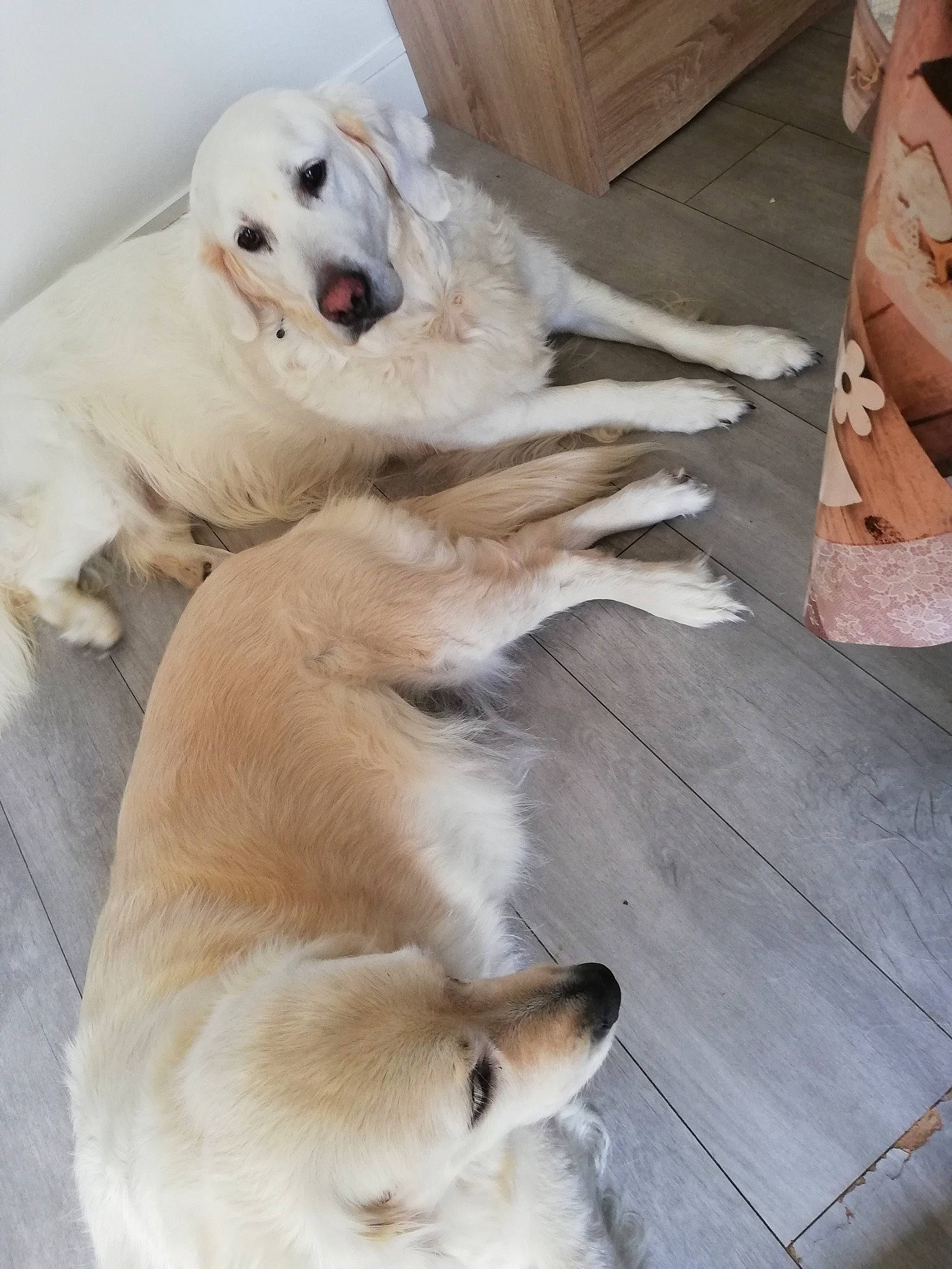 Jump a rejoint le concours — aidez-le/la à gagner de superbes lots ! canidae, carnivore, comfort, companion_dog, dog, dog_breed, fawn, flooring, fur, hardwood, natural_material, paw, pet_supply, plank, shipping_box, tail, terrestrial_animal, wood, wood_stain, working_animal