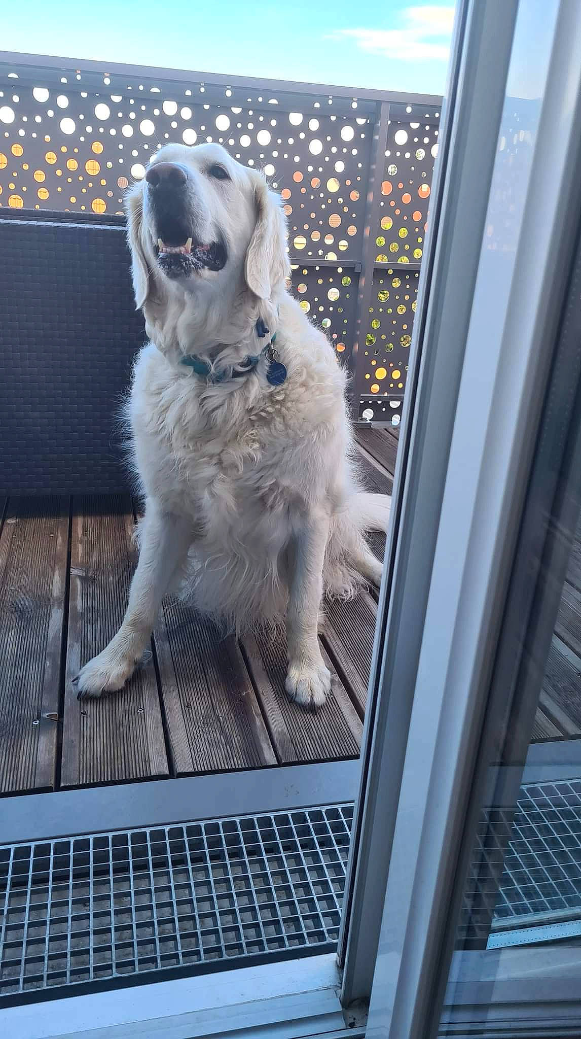 Jump a rejoint le concours — aidez-le/la à gagner de superbes lots ! canidae, carnivore, companion_dog, dog, dog_breed, dog_collar, gun_dog, laptop, mesh, metal, sporting_group, vehicle_door, whiskers, windshield, working_animal, working_dog