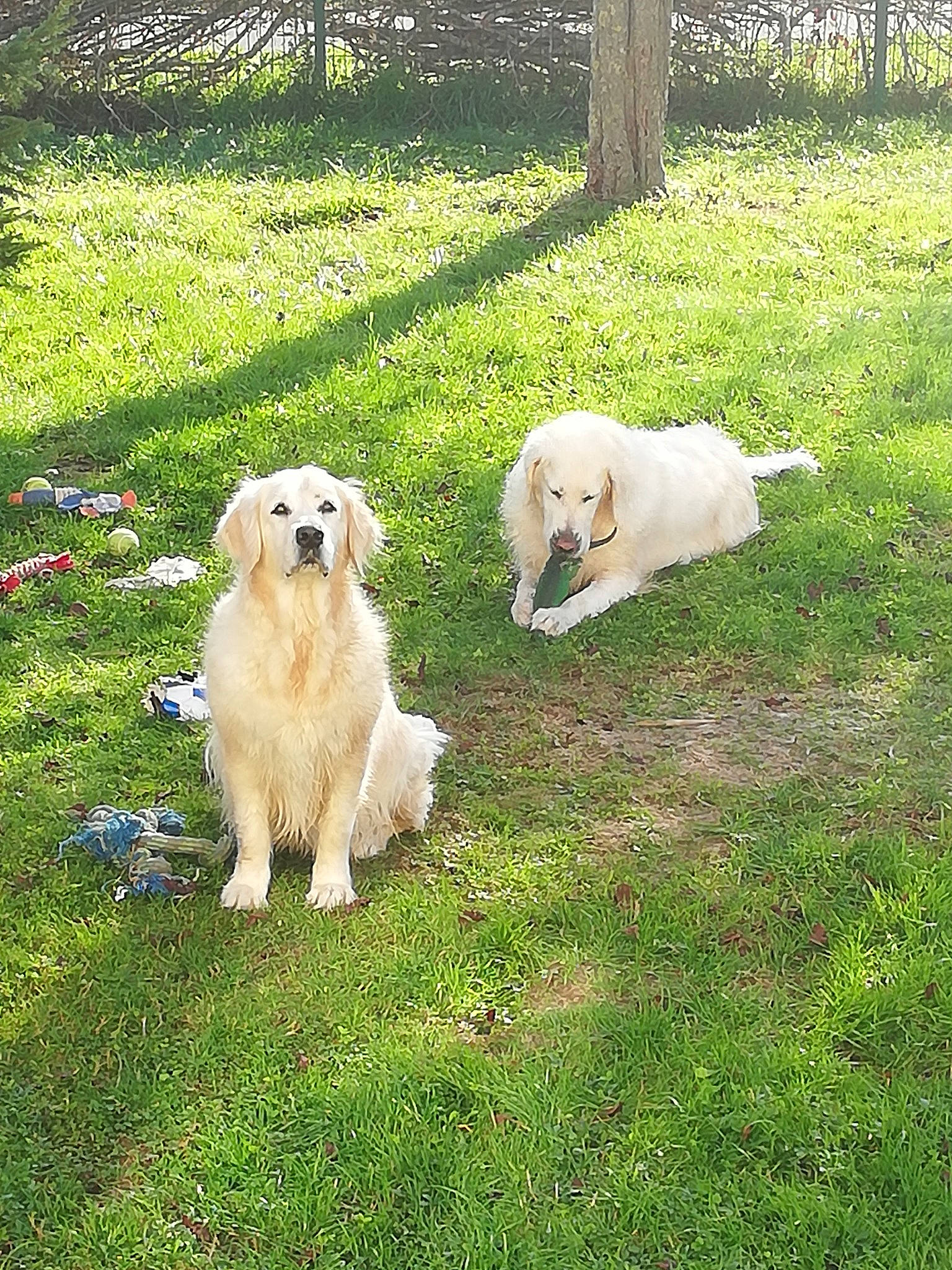 Jump participe au concours pour gagner de l'argent avec cette photo : carnivore, companion_dog, dog, dog_breed, golden_retriever, grass, grassland, great_pyrenees, kuvasz, landscape, livestock_guardian_dog, maremma_sheepdog, pasture, plant, polish_tatra_sheepdog, retriever, slovak_cuvac, sporting_group, tree, working_animal