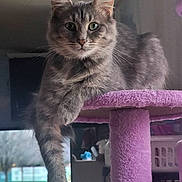 Ashy joined the competition — help win amazing prizes! animal, cat, cat_tree, cozy, domestic_animal, feline, fluffy, gray_cat, green_eyes, household, indoor, looking_at_camera, lounging, paw, pet, purple, relaxed, soft_light, tabby, window