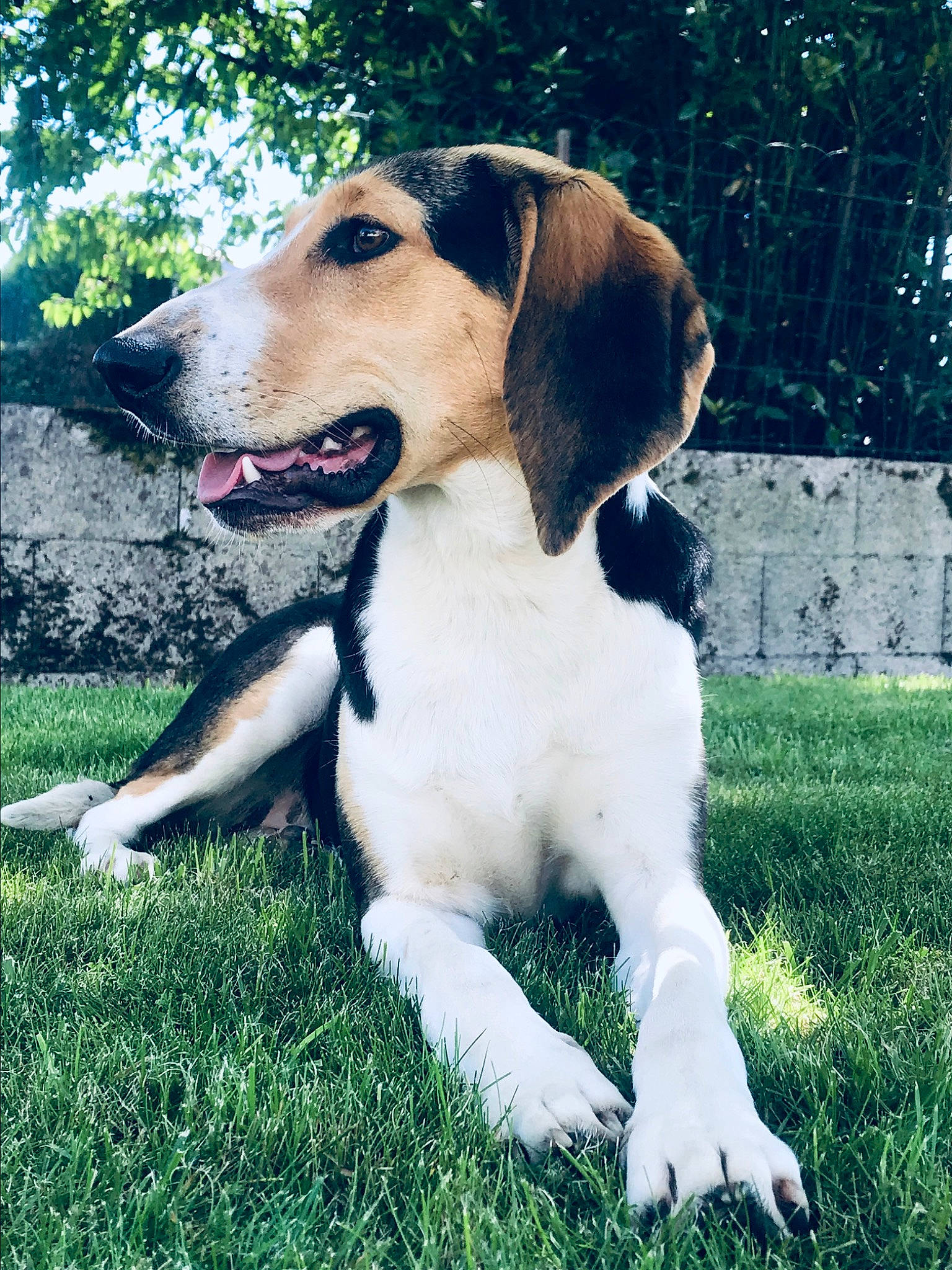 Perle a rejoint le concours — aidez-le/la à gagner de superbes lots ! canidae, carnivore, collar, companion_dog, dog, dog_breed, dog_collar, fawn, grass, hound, hunting_dog, plant, snout, sporting_group, tail, terrestrial_animal, tree, whiskers, working_animal, working_dog