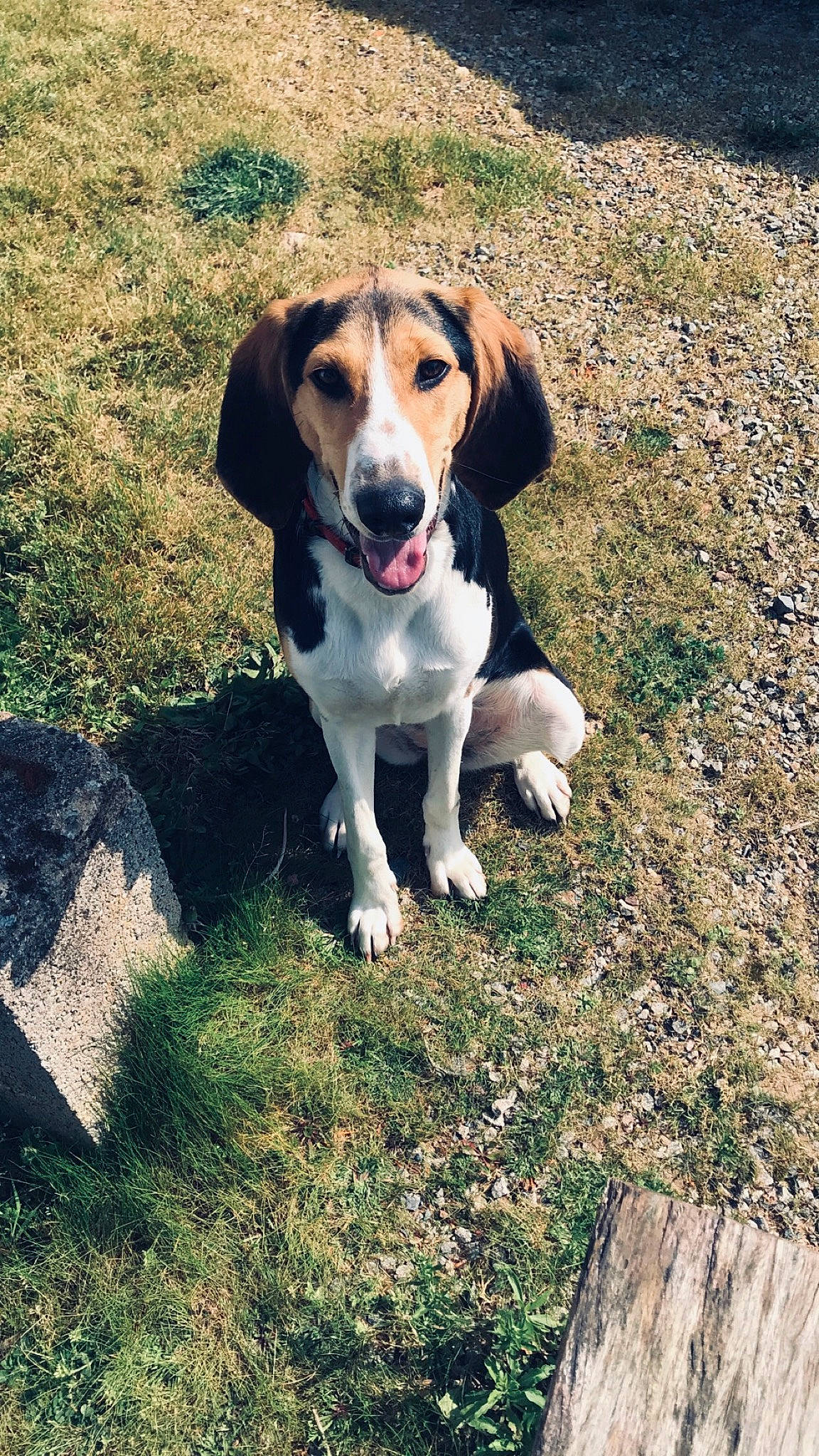 Perle a rejoint le concours — aidez-le/la à gagner de superbes lots ! adventure, beagle, beagle_harrier, canidae, carnivore, collar, companion_dog, dog, dog_breed, dog_collar, fawn, grass, hound, plant, scent_hound, soil, sporting_group, street_dog, tail, working_dog